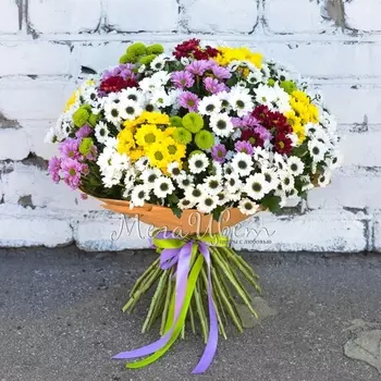 51 Хризантема Сантини