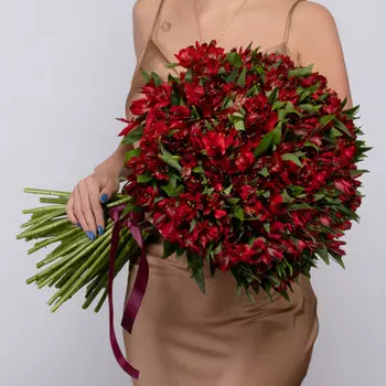 51 Красная Альстромерия