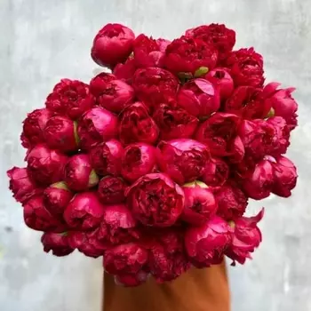 51 Красный Пион