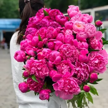 51 Малиновый Пион