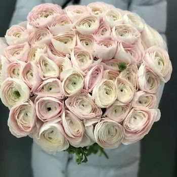 51 Нежно-Розовый Ранункулюс