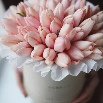 51 Нежно-Розовый Тюльпан в коробке