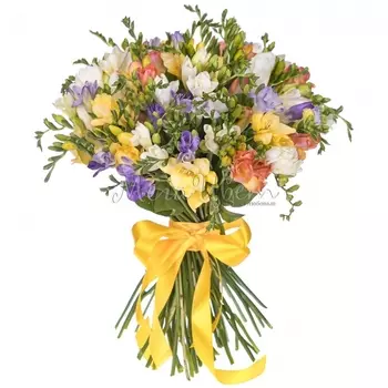 51 Разноцветная Фрезия