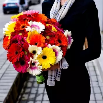 51 Разноцветная Гербера