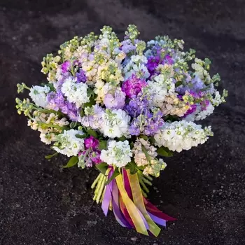 51 Разноцветная Маттиола