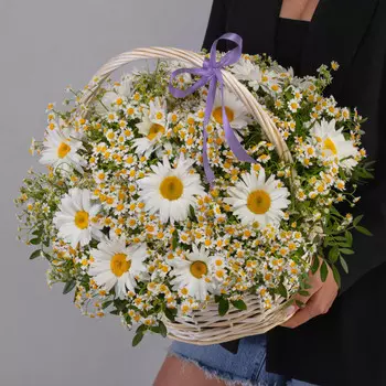 51 Ромашка Микс в корзине