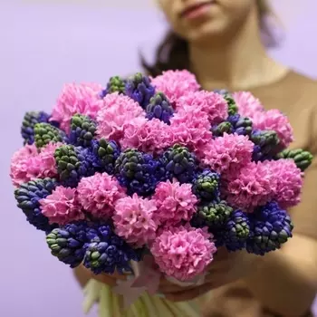 51 Синий и Розовый Гиацинт