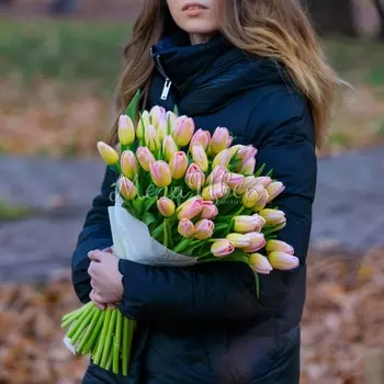 51 Желто-Розовый Тюльпан