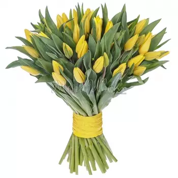 51 Желтый Тюльпан