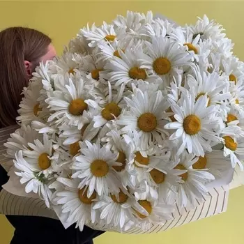 55 Крупных Ромашек