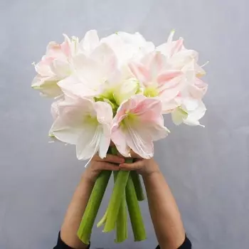 5 Бело-Розовых Амариллисов