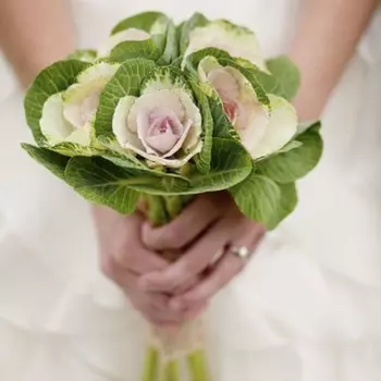 5 Белых Брассик