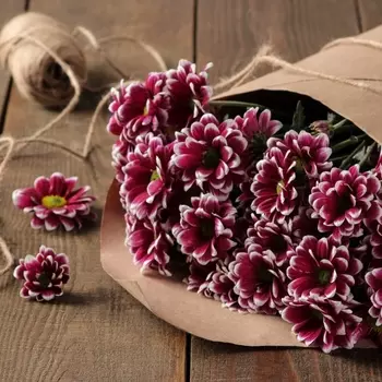 5 Бордовых Кустовых Хризантем