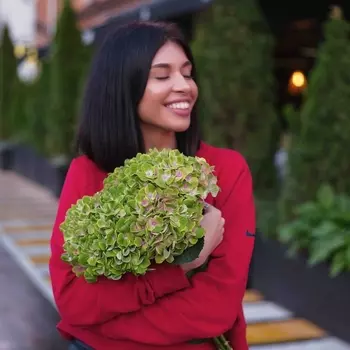 5 Гортензий Зеленых