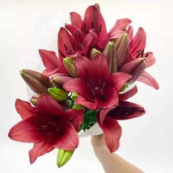 5 Красных Лилий