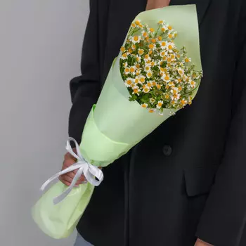 5 Кустовых Ромашек