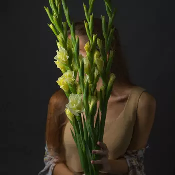 5 Лимонных Гладиолусов