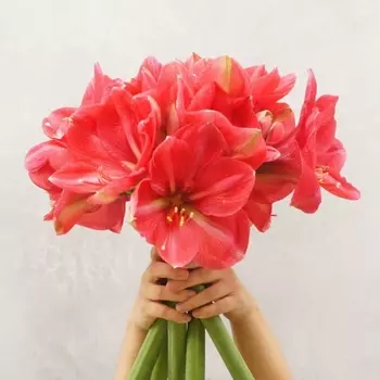 5 Малиновых Амариллисов