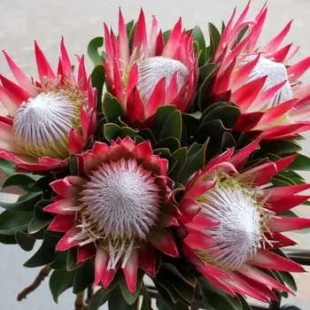 5 Протей Madiba