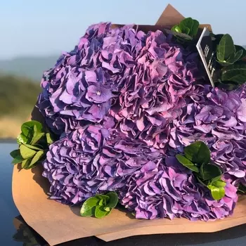 5 Сиреневых Гортензий