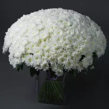 65 Белых Хризантем Кустовых