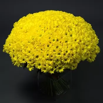 65 Желтых Сантини Ромашка