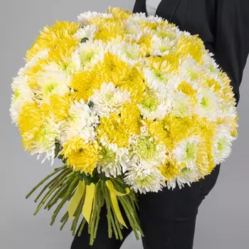 75 Бело-Желтых Игольчатых Хризантем