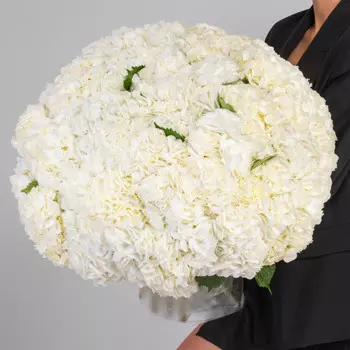 75 Белых Гортензий