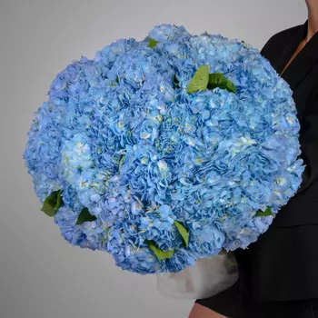 75 Голубых Гортензий