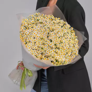 75 Кустовых Ромашек