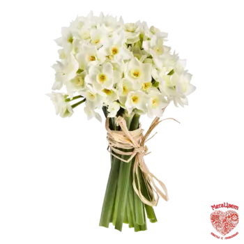 75 Нарциссов