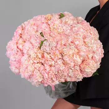 75 Розовых Гортензий