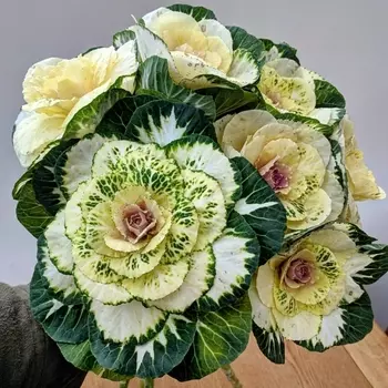 7 Белых Брассик