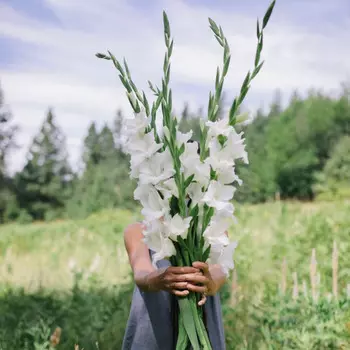 7 Белых Гладиолусов