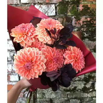 7 Георгинов Brown Sugar