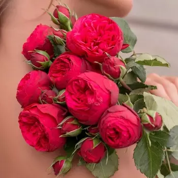 7 Кустовых Пионовидных Красных Роз (50 см.)