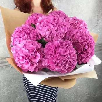 7 Малиновых Гортензий