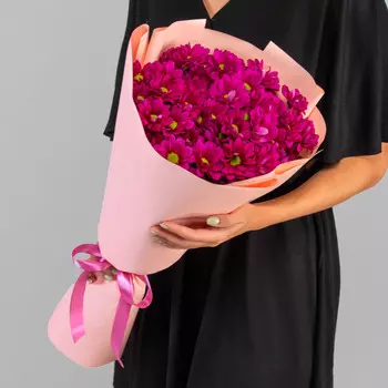 7 Малиновых Кустовых Хризантем Ромашка