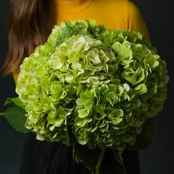 7 Зеленых Гортензий