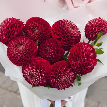 9 Георгинов Сornel