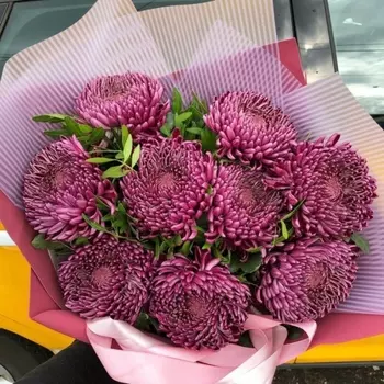 9 Хризантем Bigoudi Purple