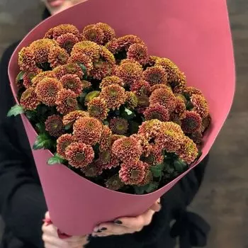 9 Коричневых Сантини