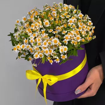 9 Кустовых Ромашек в коробке