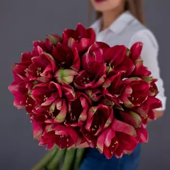 9 Малиновых Амариллисов