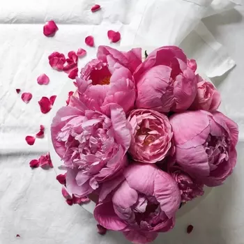 9 Малиновых Пионов в коробке