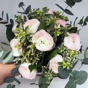 9 Нежно-Розовых Ранункулюсов