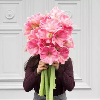 9 Розовых Амариллисов