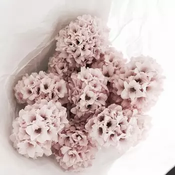 9 Розовых Гиацинтов