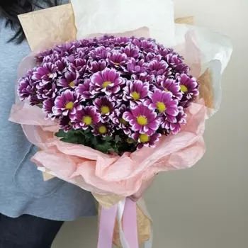 9 Бордовых Кустовых Хризантем