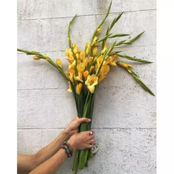 9 Желтых Гладиолусов